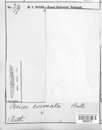 Cyathicula coronata image
